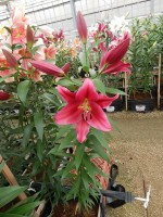 [5206 Redford Mak No02.JPG]